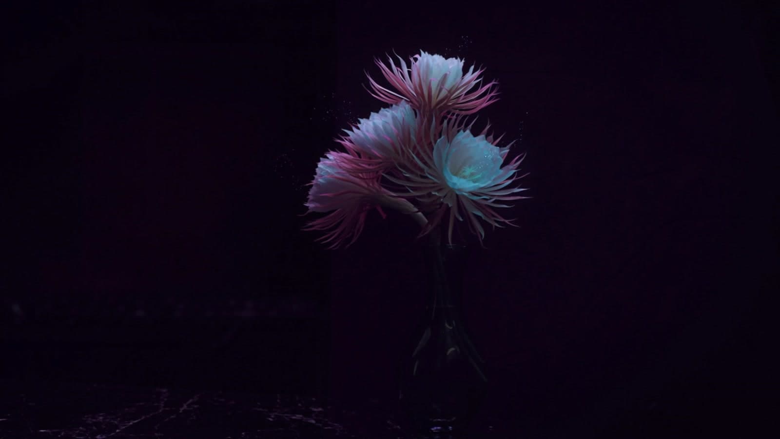 Three night-blooming cereus flowers glowing pink and cyan in a dark glass vase on a black marble counter after midnight